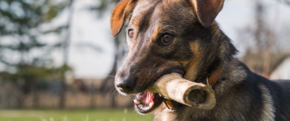 What happens if a shop dog swallows a rib bone